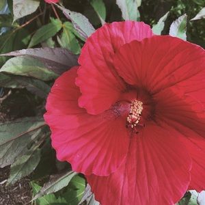 Meet your Posher, Grace